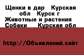 Щенки в дар - Курская обл., Курск г. Животные и растения » Собаки   . Курская обл.